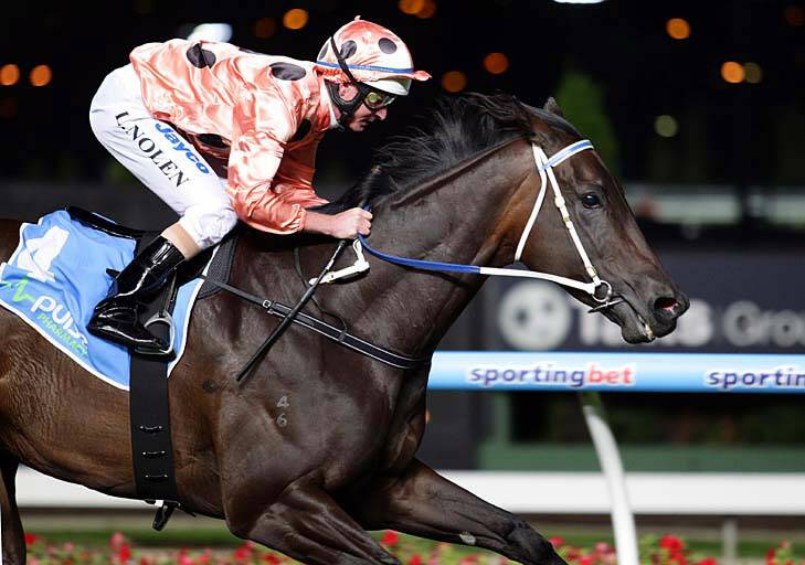 In great shape ... Black Caviar cruises to victory in the William Reid Stakes for jockey Luke Nolen.