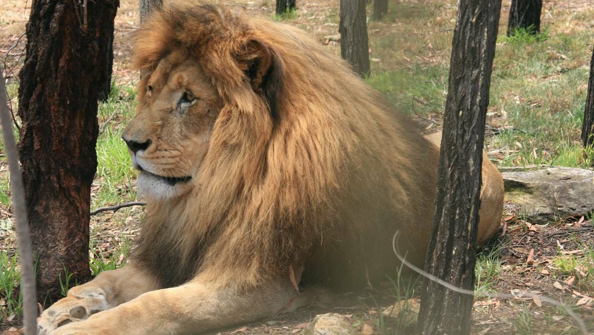 Lazarus the African lion.