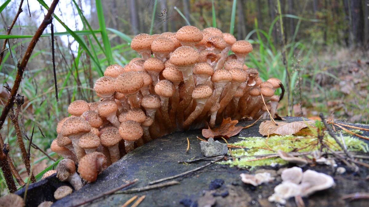 DISCOVER: Fungi, including the honey fungus pictured above, are masters of survival. Picture: Shutterstock