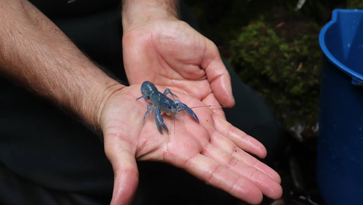 WORLD FIRST: One of the juvenile giant crayfish released into the Tasmanian wilderness. Picture: Supplied