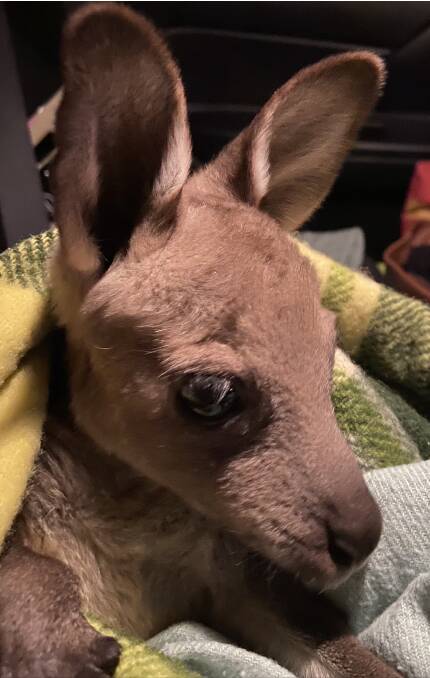 An eastern grey kangaroo joey helped by WIRES NSW in the Blue Mountains before being released back into the wild. Picture: Tracy Burgess