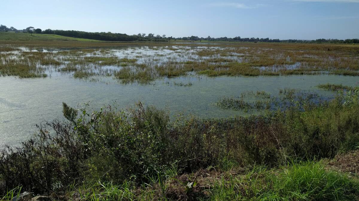 Bushells Lagoon near Wilberforce on the northwestern fringes of Sydney is ranked among the least healthy of the Hawkesbury floodplain wetlands in a 2022 report, but still attracts a variety of birdlife. Picture: Supplied