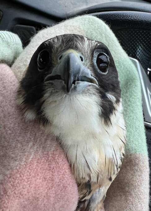 An Australian hobby, or little falcon, helped by WIRES NSW in the Blue Mountains before being released back into the wild. Picture: Tracy Burgess