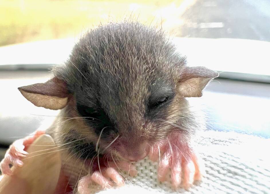 An Eastern Pygmy-possum rescued by WIRES in the Blue Mountains following torrential rain in March 2022. Picture: WIRES