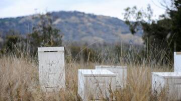 A movement control order has been issued following the recent detection of the varroa mite in NSW. Picture: File