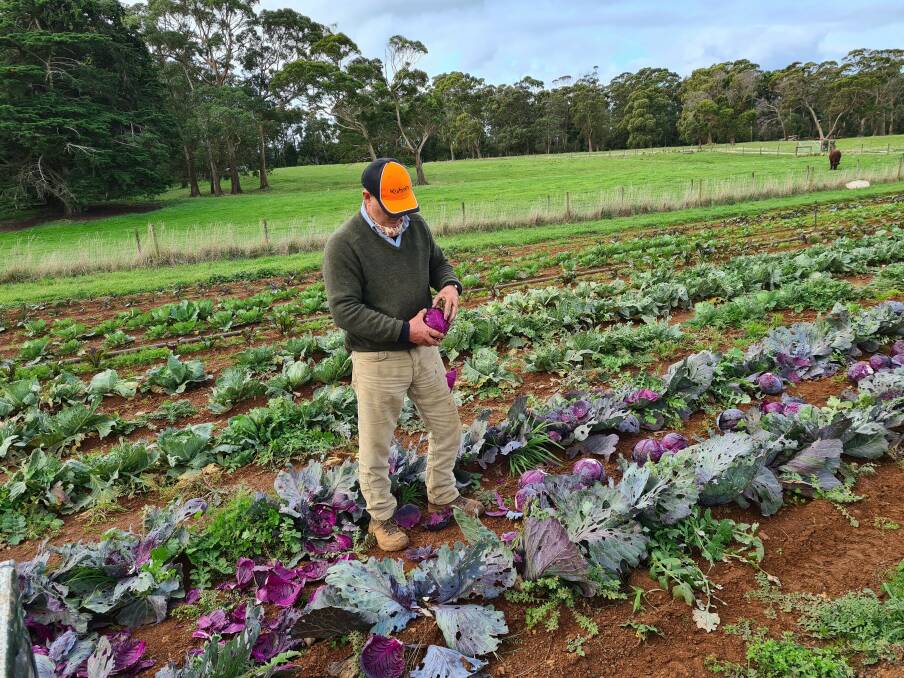 HARVEST HAPPY: Tom Glynn of Kimchi Me with the cabbages the business grows at their farm at Wiltshire near Stanley. Picture: Supplied. 