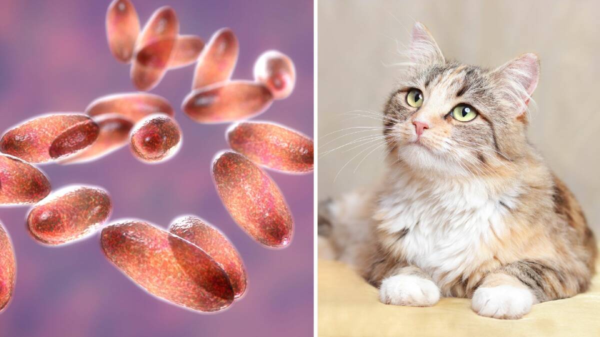 Officials believe the patient contracted the bubonic plague from a pet cat. Picture via Shutterstock.