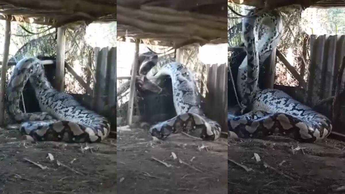Still images from footage of a reticulated python swallowing livestock. Picture via u/Mael2830