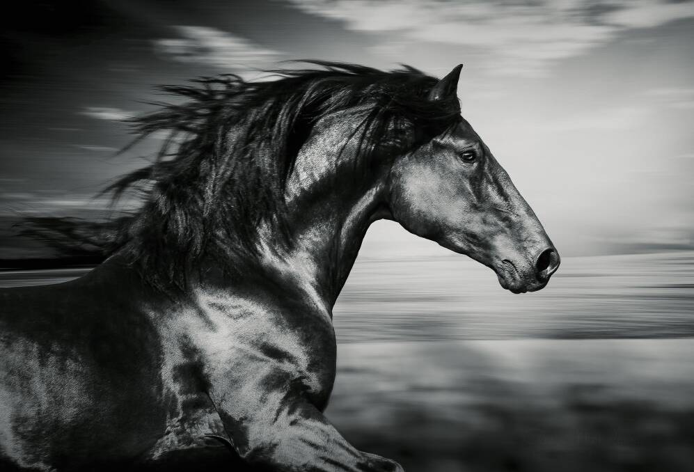 PROGRESS: Horses helped humankind evolve culture, trade and communities.
