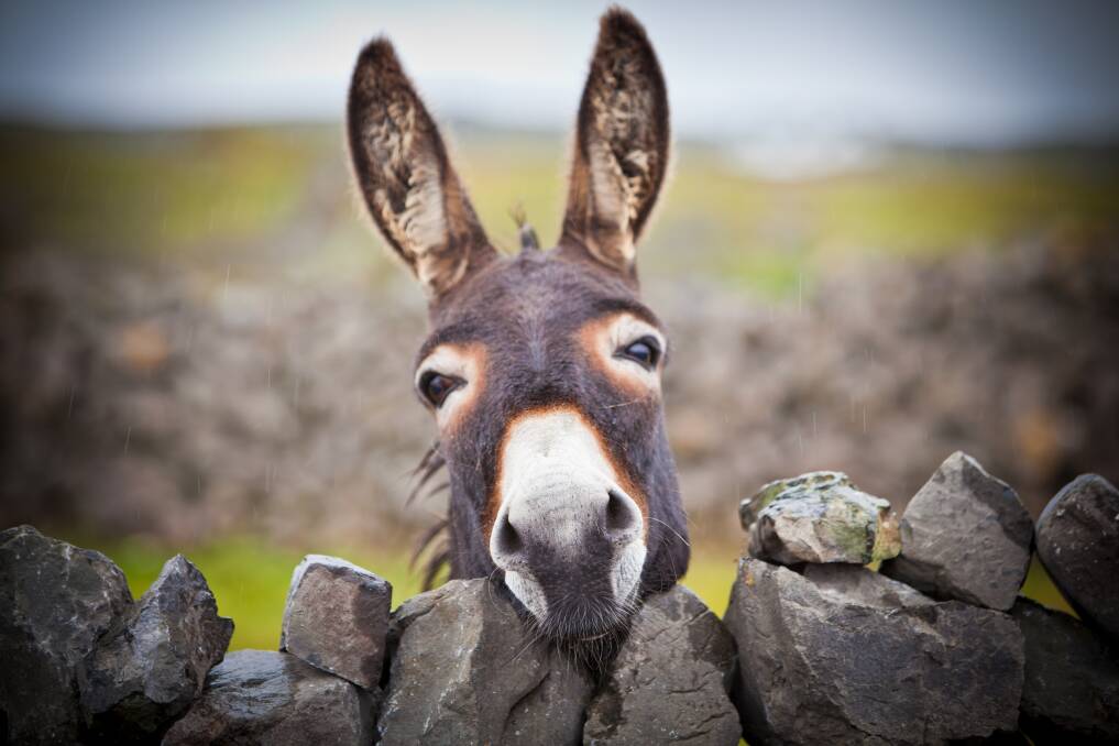 MISUNDERSTOOD: Donkeys' comical looks conceal intelligence and curiosity.
