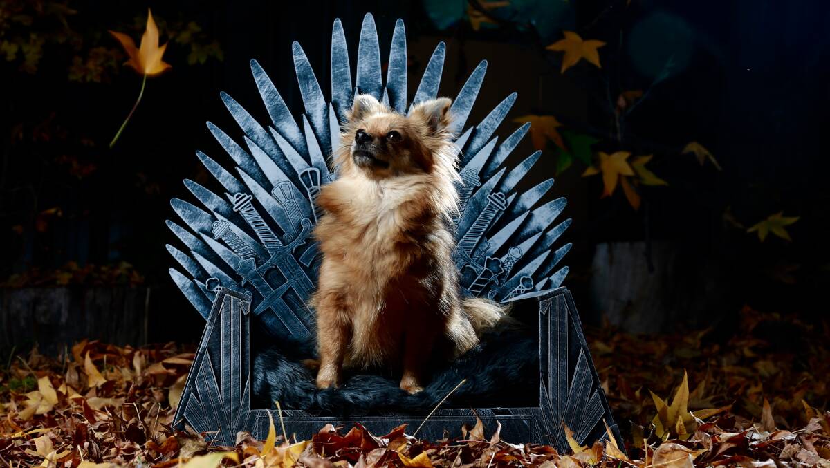 GAME OF BONES: Pica the Pomeranian sits upon her Iron Throne bed, inspired by the popular Game of Thrones television series. Photo: PHIL BLATCH
