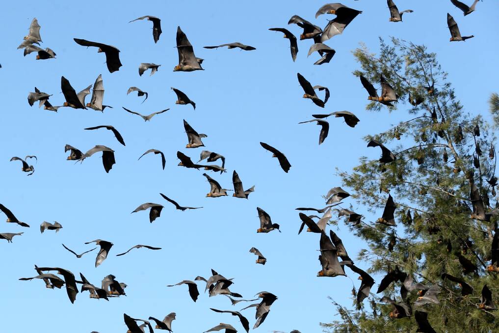 Take flight: The flying-foxes set off from the tree throughout the day. Picture: Geoff Jones