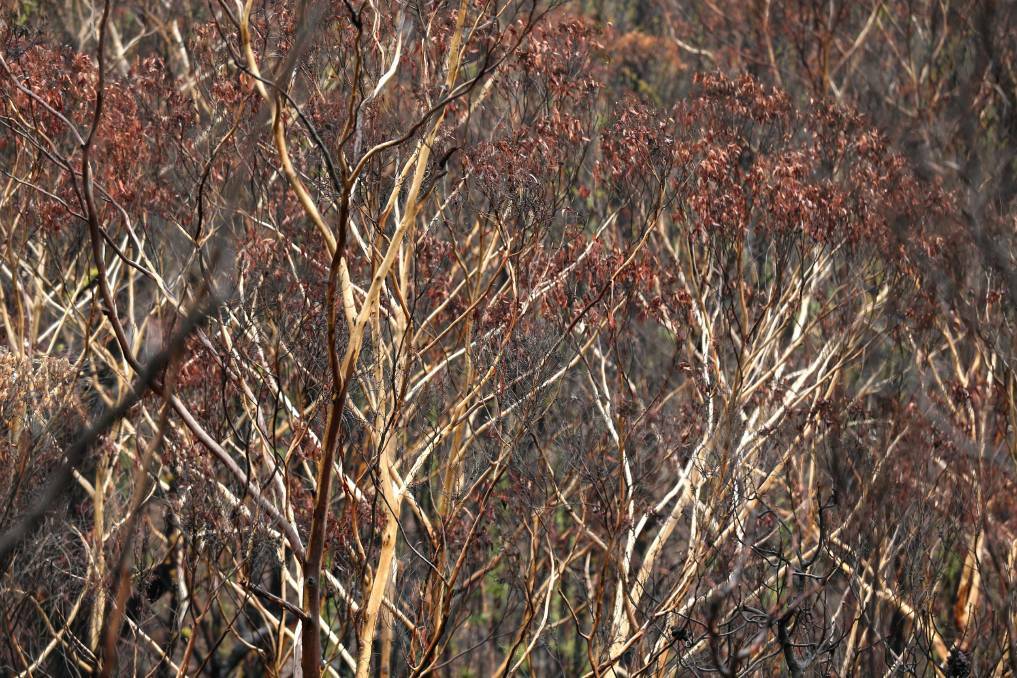 Burntout: Trees in Bilpin that were hit by the recent bushfires. Picture: Geoff Jones