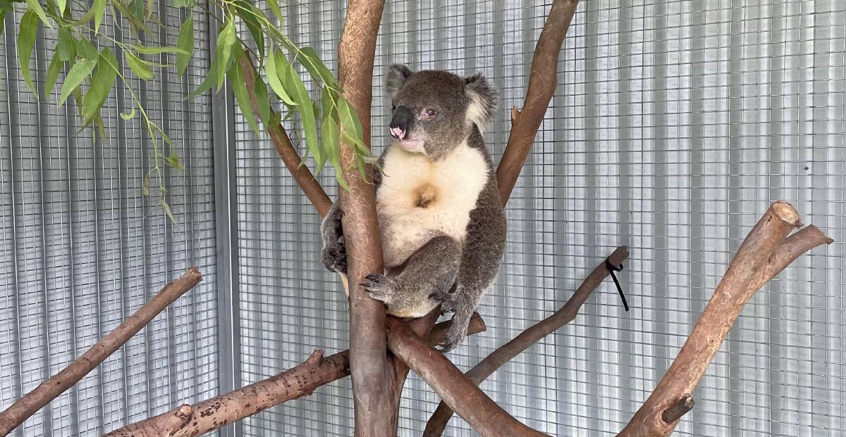 Recovery: 'Half Moon' Harry at Western Sydney University's koala rehabilitation centre. Picture: Finn Coleman. 