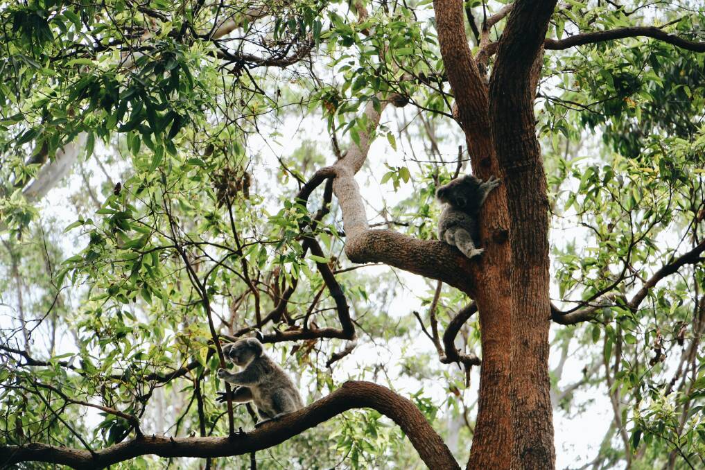 Sydney Basin Bioregion koalas. Picture by Ellena McGuinness.