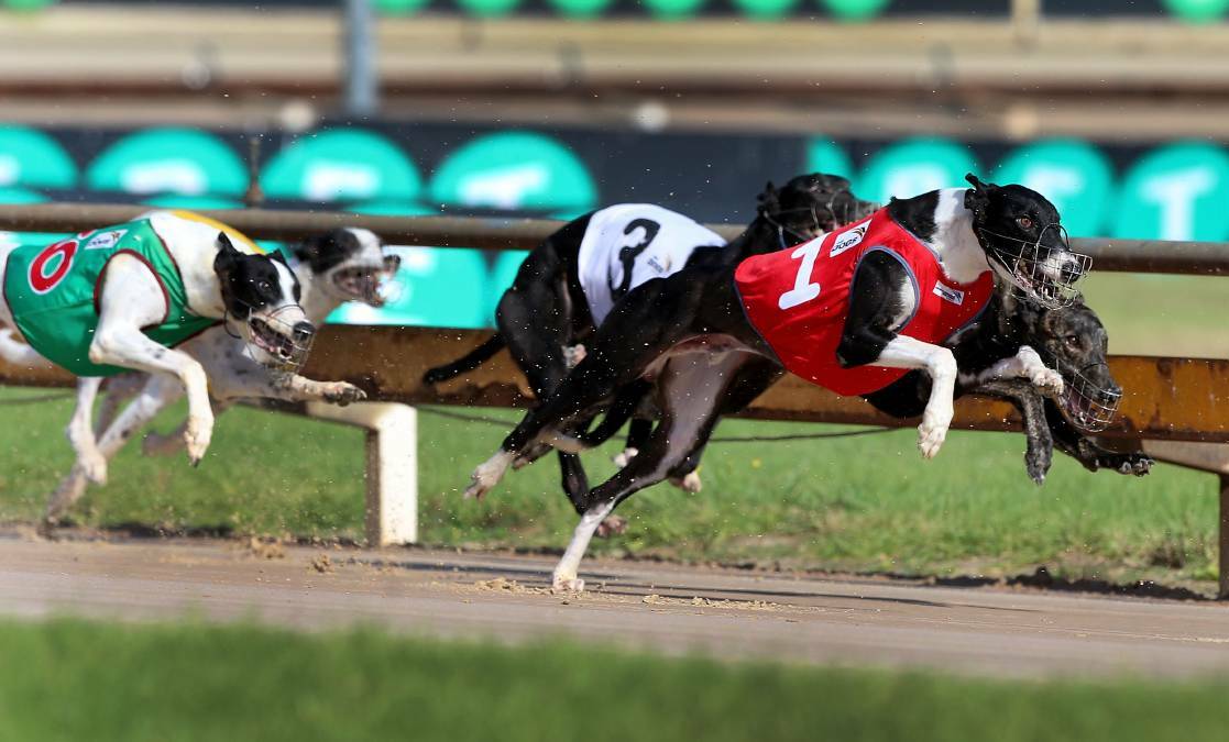 NEW TRACK: Richmond Race Club has officially opened the state's first straight greyhound racing track. Picture: Anthony Johnson.