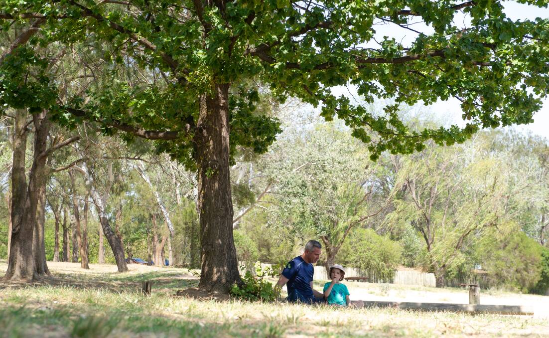 Canopy cover: Hawkesbury organisations have been invited to apply for the NSW Government's Greening our City grant program, to support increased local tree canopy cover and innovative tree planting projects.Picture: Elesa Kurtz.