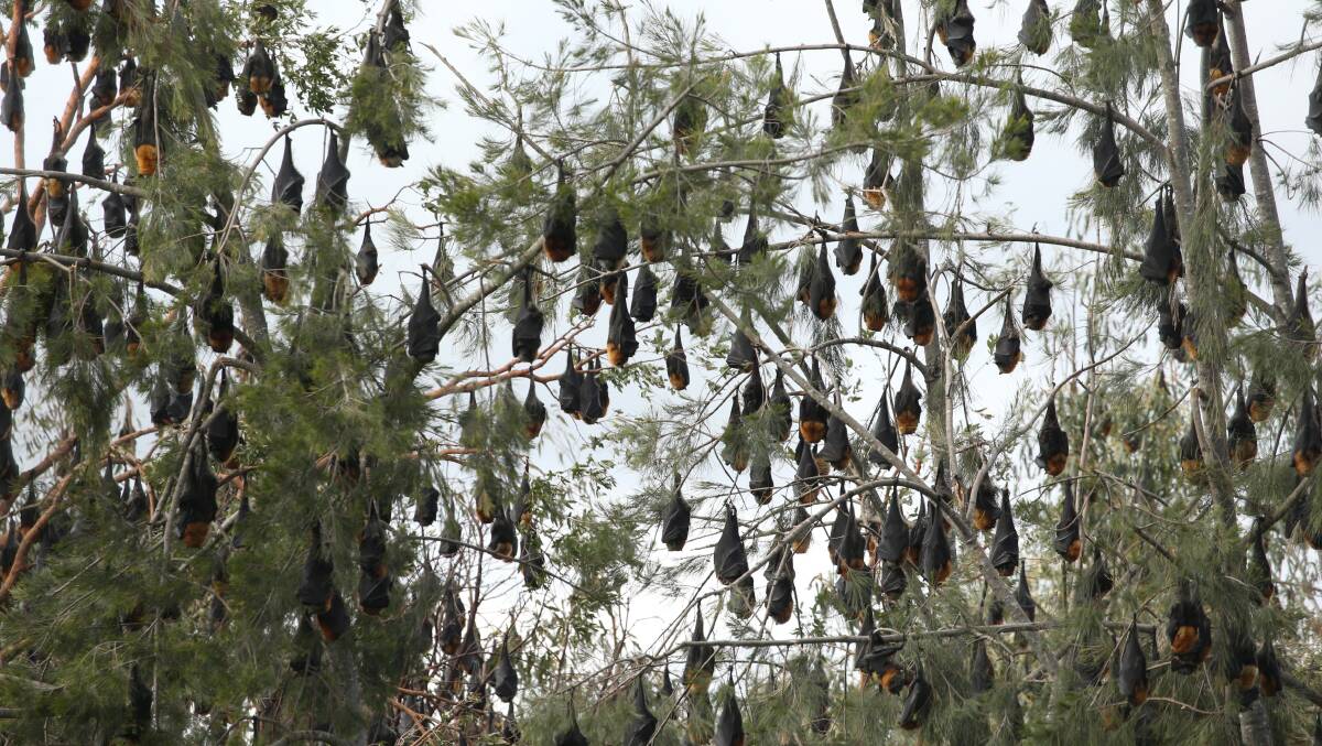 Roost: Members of the flying-fox colony resting in the trees along South Bank. Picture: Geoff Jones