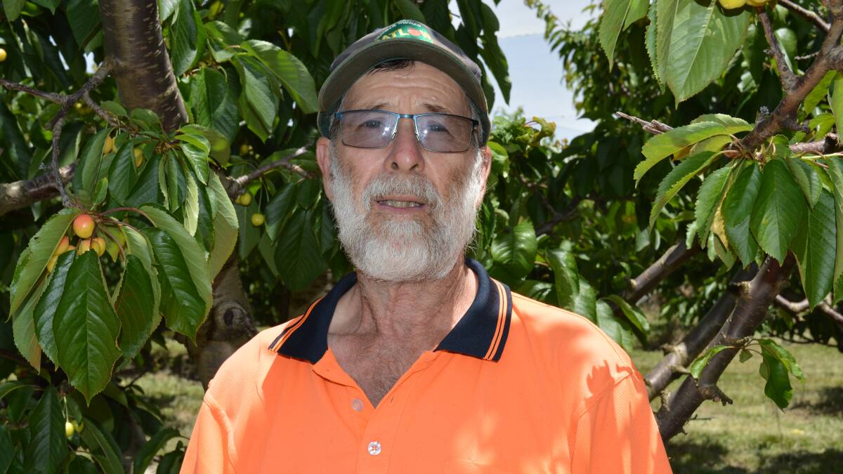 HEAVY PRICE: Wilgrow Orchards farmer Ralph Wilson was forced to watch his apples burn during this year's bushfires. He says the community is still paying the price for climate change. Picture: Contributed