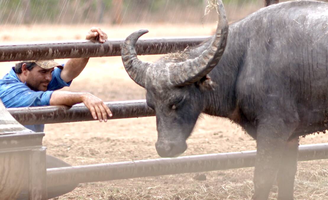 RIDE'EM COWBOY: Well not quite, but Katherine water buffalo are being re-trained to help riders train for Australia's biggest campdraft.