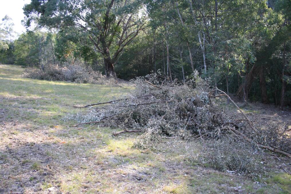 Part of the cleared area near the creek.