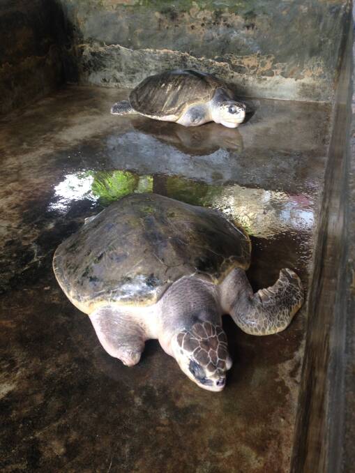 While the sanctuaries may save turtles disfigured by propellers, they house them in concrete tanks with no plants or stimulation.
