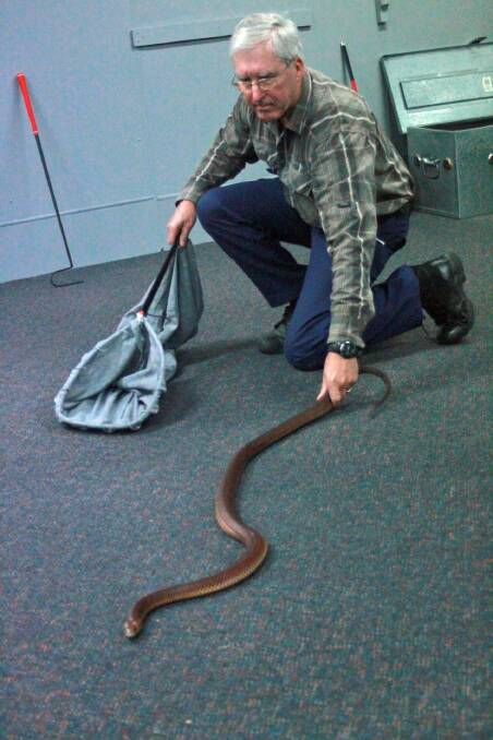 Custodial officer Ken Willenbrock bravely grabs the non-business end of a snake.