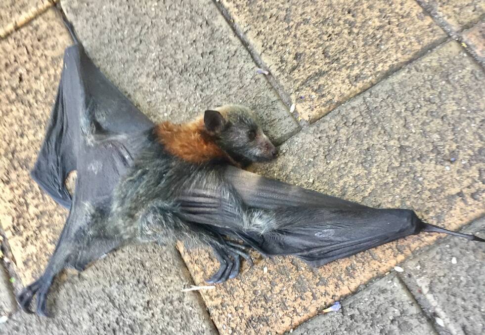 A starving five-week-old flying fox pup rescued at Bronte in Sydney last week.