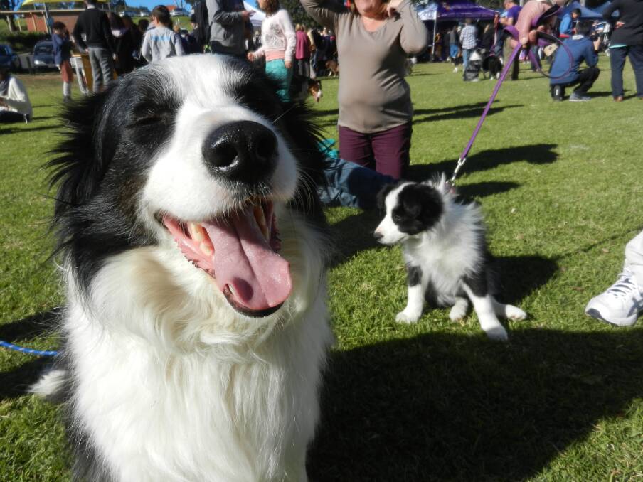 Poppy of Kurrajong and unknown puppy at the 2014 Border Collie Fun Day at Castle Hill showground. Poppy is adept at herding the pet budgies on the floor.