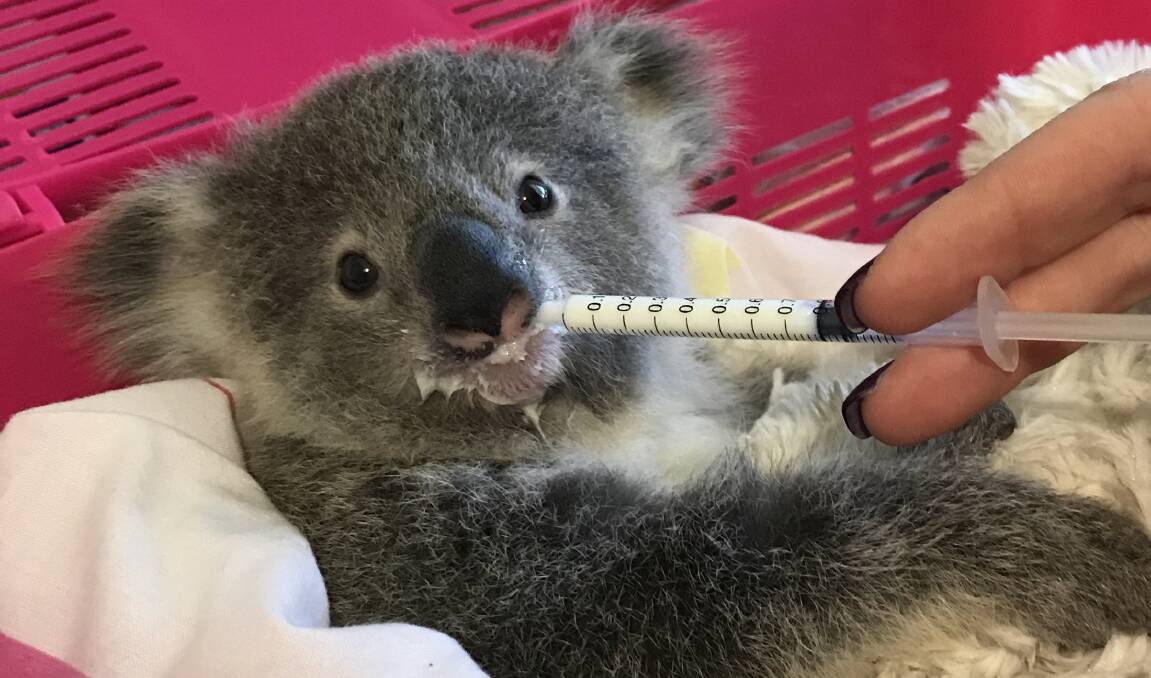 Baby koala Henrietta receives some milk from a volunteer. Feeding displaced babies and injured animals and birds costs WIRES more than $200,000 a year.