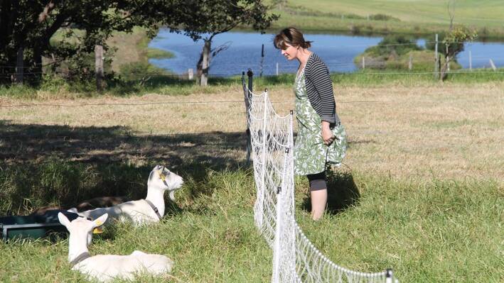 Fiona Weir Walmsley checks out a buck brought in to do a specific job … he’s okay, just having a rest. 