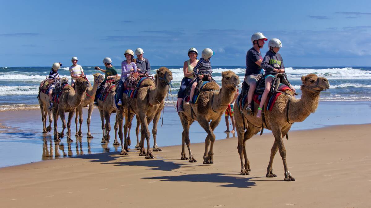 'Stepping back 2000 years': camels on the beach