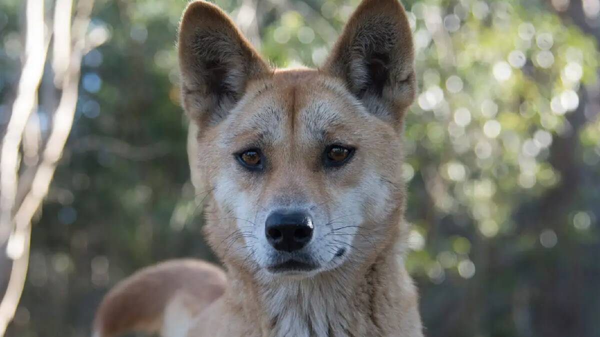 Cosmos Magazine: What exactly is a dingo if it's not a dog? | Hawkesbury  Gazette | Richmond, NSW