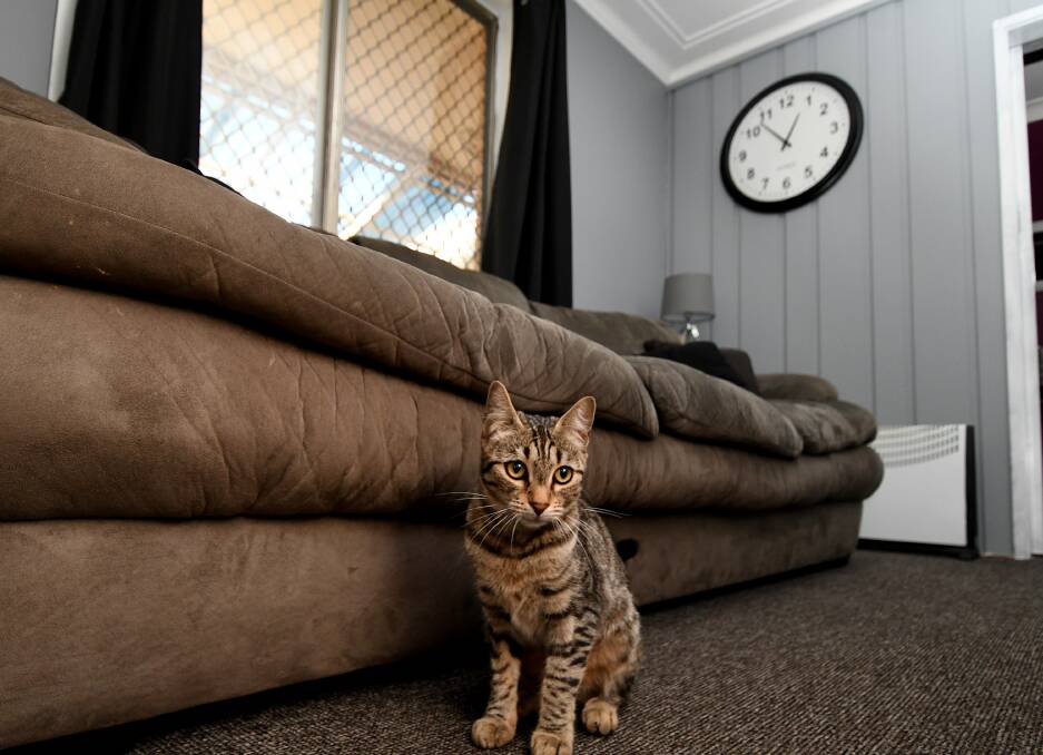 Madam, the cat house cat, waits in the sitting room for the next punter to walk through the doors of the region's only legal parlour.