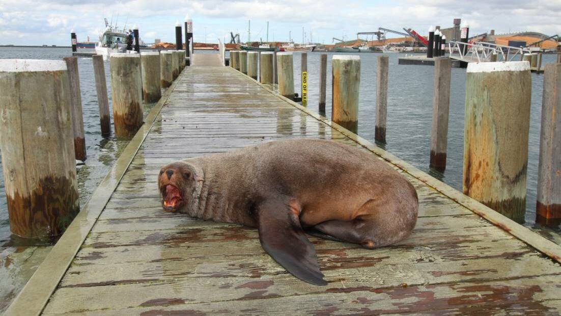 HUMANELY EUTHANASED: The seal on the Portland boat ramp became irate when someone tried to pass it last month. Picture: Mathew Butcher
