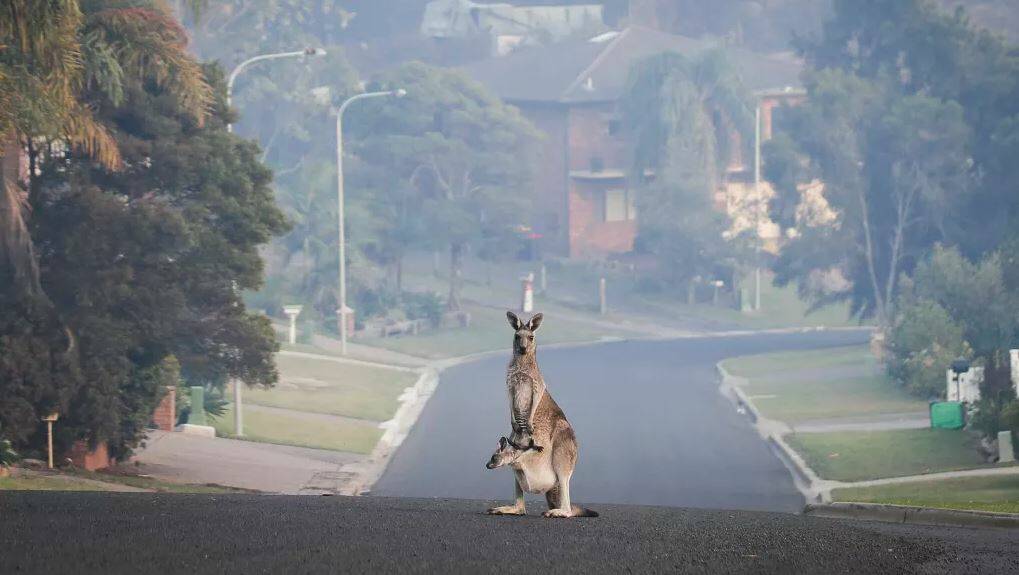 A driver has been critically injured after being hit by a kangaroo near Lithgow on Friday.

Photo: Alex Ellinghausen