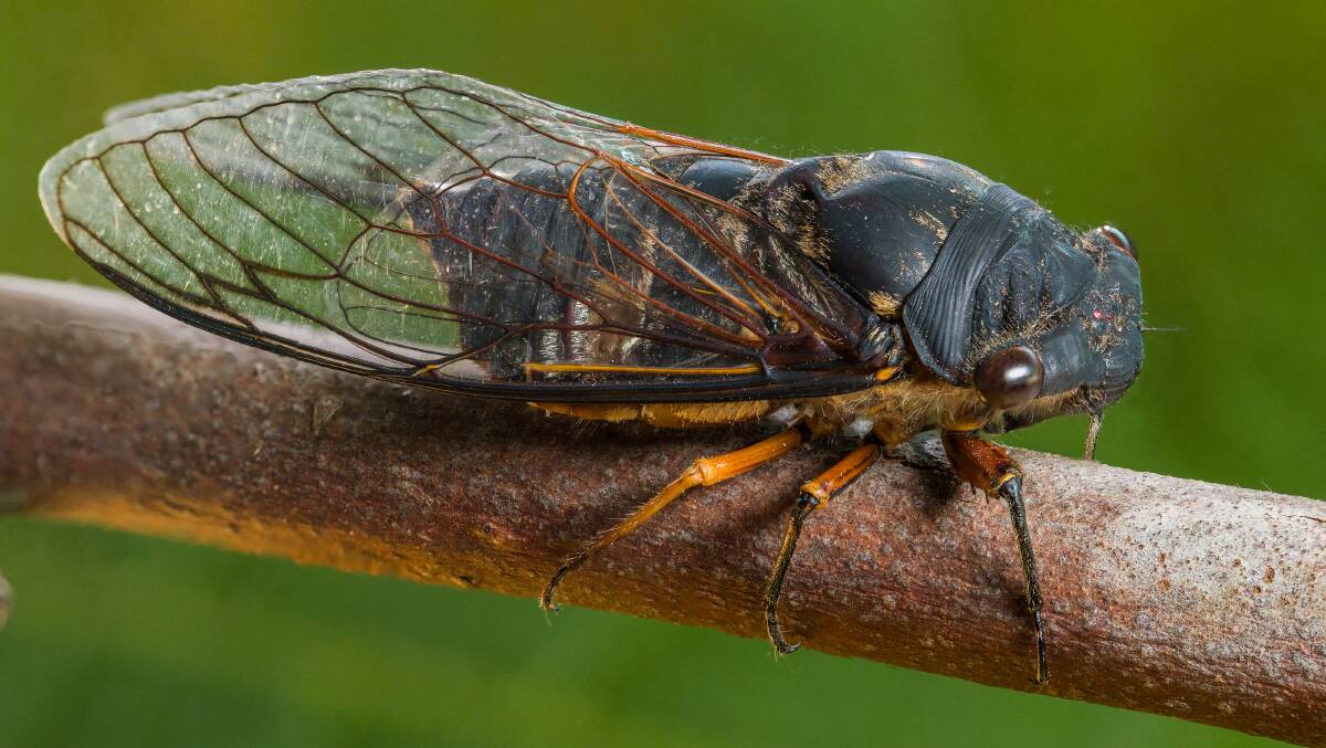 These cicada species have all been spotted in the Hawkesbury so far this season. Pictures: Dr Nathan Emery