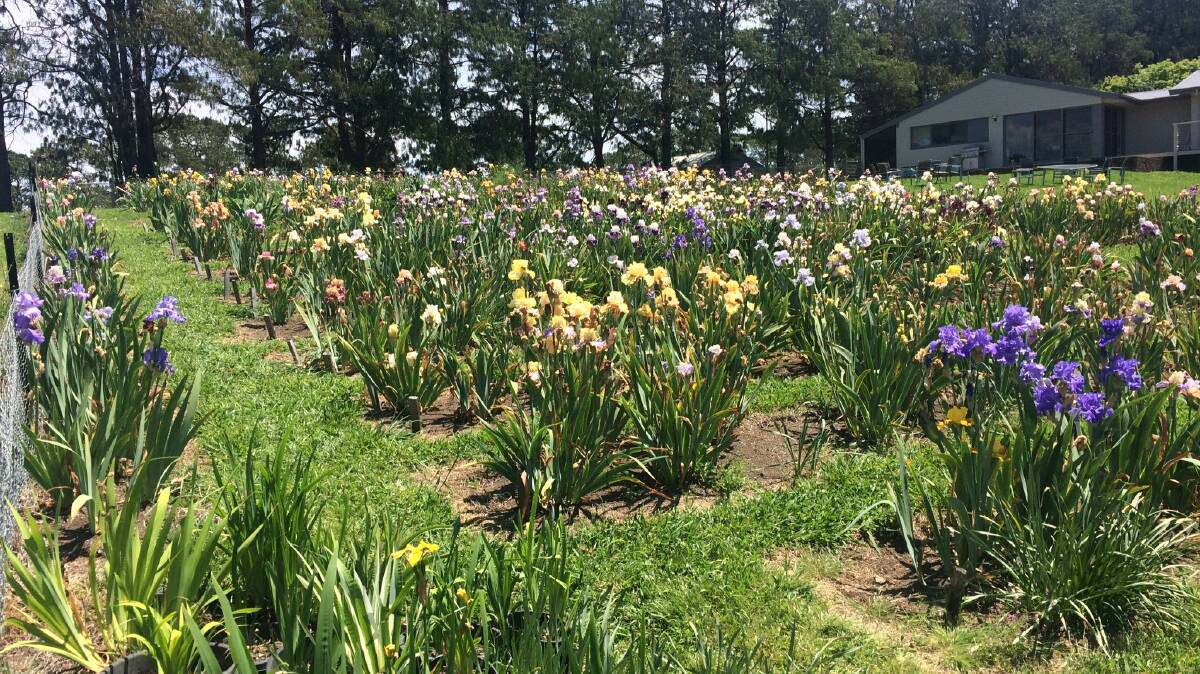Flowers galore: Iris Australis in Bilpin is run by Michael Barnes, President of the Iris Society of Australia and the Treasurer and Secretary of the NSW Branch, and he will exhibiting his irises at the fair in April. Picture: Supplied