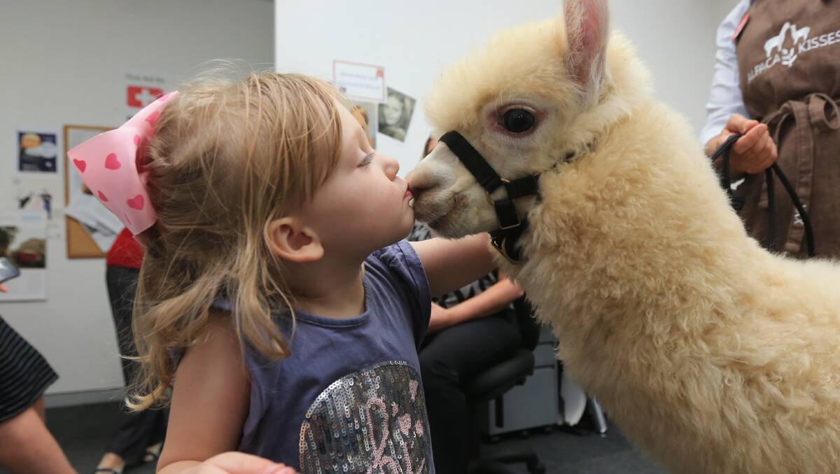 ALPACA LOVE: Co gives a kiss to three-year-old Poppy Tomlinson from Bowen Mountain. Picture: Geoff Jones