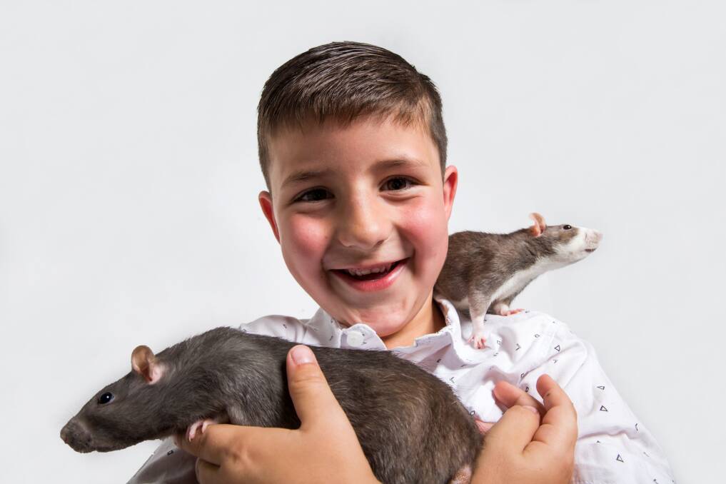 Best mates: Six-year-old Cooper with his two rats, Remy the food-lover in the foreground, and Ratty the snuggler on his shoulder. Picture: Geoff Jones