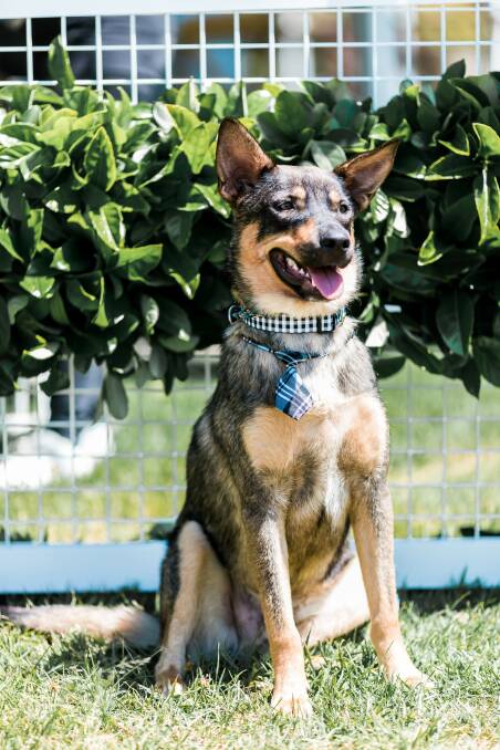 Home bound: Prince, who was saved from Nambucca Pound and is a 12-month-old Kelpie-cross, is looking his best and is ready for adoption. Picture: Supplied