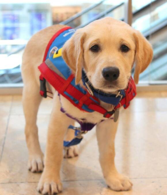 HELPING HAND: Sales of Billie Kinder's book Hope have been funding this Assistance Dogs Australia puppy, aptly named Hope.