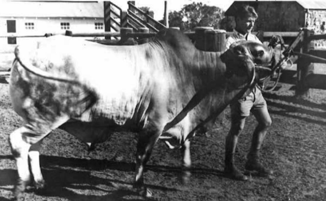 When Roland Breckwoldt was a tutor in the beef cattle section at Hawkesbury Agricultural College in 1967, he also got to know and appreciate Brahman cattle. Picture: Supplied