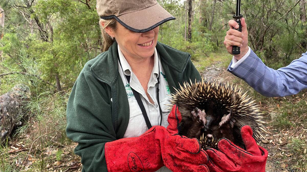 Gerald the echidna being delivered to his new home at Cattai, north-west of Sydney, by Taronga's Wildlife Hospital staff on Thursday, March 31, 2022. Pictures: Sarah Falson