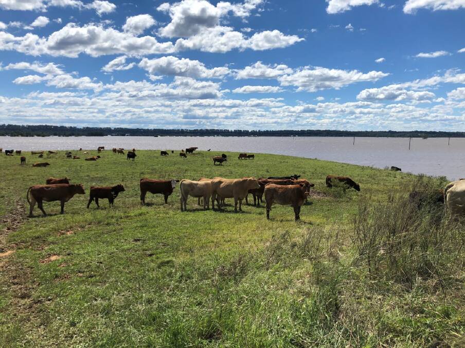 Flood water-affected pastures at Richmond. Picture: Supplied