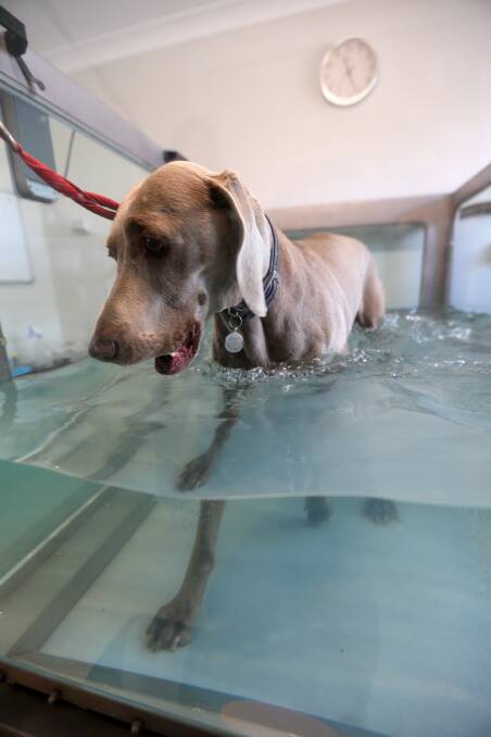 Working out: Eight-year-old Annie the Weimaraner walks on the hydrotherapy treadmill. Picture: Geoff Jones 