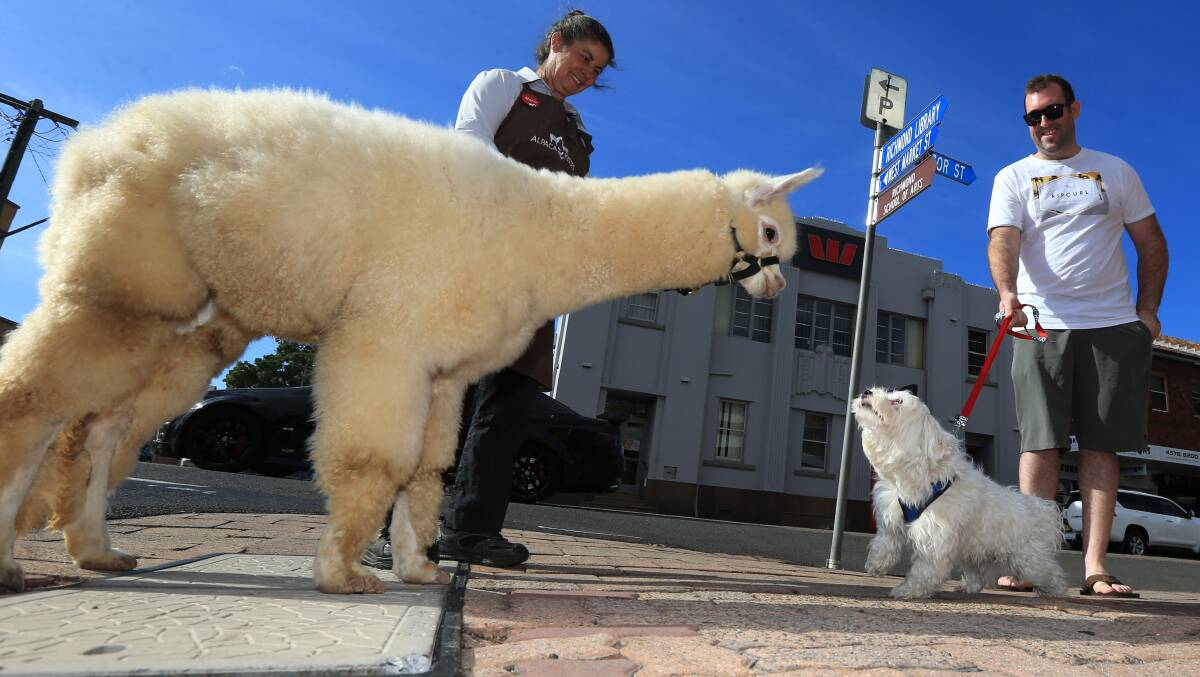 CHANCE ENCOUNTER: Co and Maria from Alpaca Kisses meet some locals as they walk down Windsor Street in Richmond. Picture: Geoff Jones