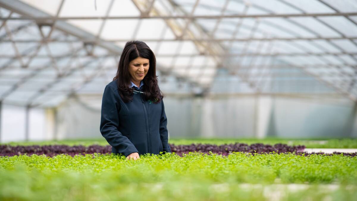 Jane Vassallo, director of Gourmet Herbs at Glossodia, said being named Produce Grower of the Year made the last four months "worth it". Picture: Supplied