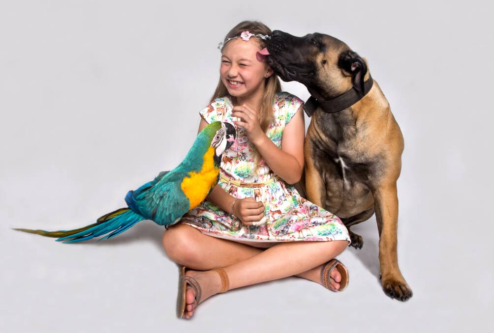 Family: Bowen Mountain's Savannah with her 'cousins' Phoenix the macaw and Shadow the South African boerboel. Picture: Geoff Jones