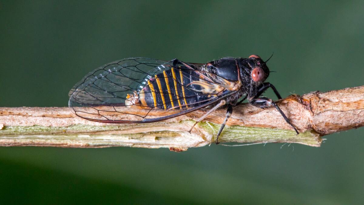 Frequent sightings: This is a Southern Red-eyed Squeaker. At only 2cm long, it's one of the smaller species of Sydney cicada, and is out and about en masse in the Windsor Downs area this season. Picture: Dr Nathan Emery